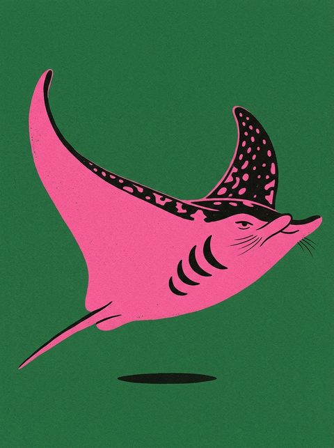 Manta ray in profile